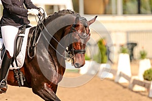 Horse in close-up in the dressage competition at the tournament course.