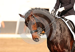 Horse in close-up in the dressage competition at the tournament course.