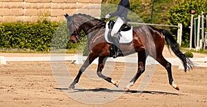 Un caballo en en entrenamiento de caballos caminando paso 