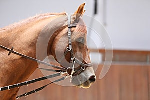 Horse close up during dressage training with unknown rider in a riding hall