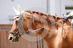 Horse close up during dressage training with unknown rider in a riding hall