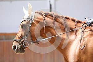 Horse close up during dressage training with unknown rider in a riding hall