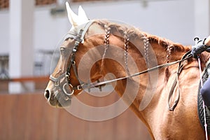 Horse close up during dressage training with unknown rider in a riding hall