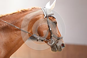 Horse close up during dressage training with unknown rider in a riding hall