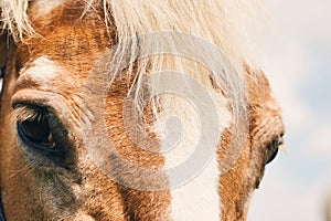 Horse close up eyes white brown looking camera