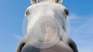 Horse, close up of face. White horse looking directly at camera with nose touching lens.