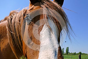 Horse close up looking in camera