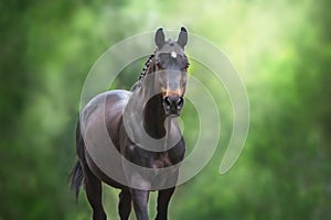 Horse close up portrait