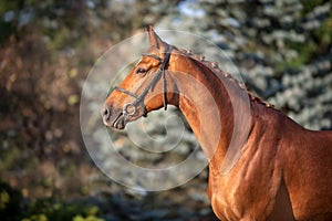 Horse close up portrait