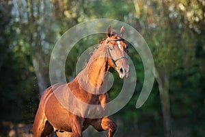 Horse close up portrait