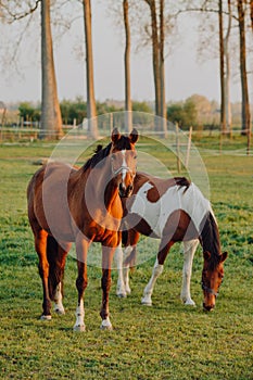 Horse close up portrait in motion on green meadow