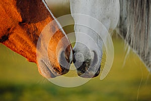 Horse close up portrait in motion on green meadow