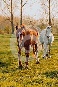 Horse close up portrait in motion on green meadow