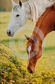 Horse close up portrait in motion on green meadow