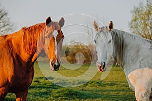 Horse close up portrait in motion on green meadow