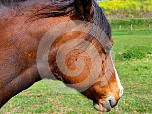 Horse close up profile picture, flies pestering