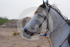 Horse close up shot