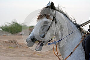 Horse close up shot
