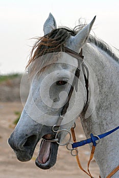 Horse close up shot