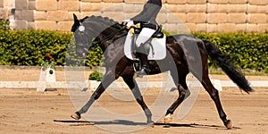 Horse in close-up on the warm-up area before the dressage competition, worked on!