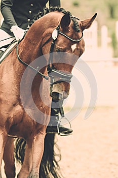 Horse in close-up on the warm-up area before the dressage competition, worked on!