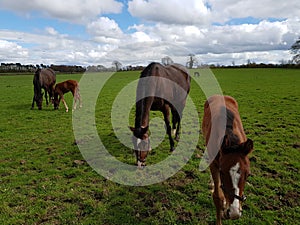 Horse closeup