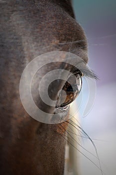 Horse closeup