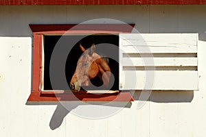 Horse closeup