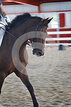 Horse closeup