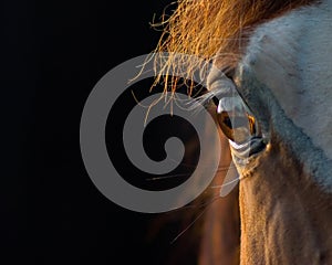 Horse closeup