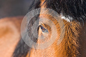 Horse Closeup