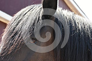Horse closeup eye and mane