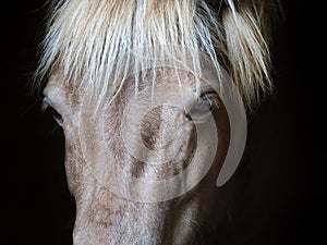 Horse closeup eyes portrait animal