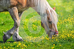 Horse closeup outdoors on a sunny day