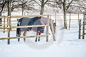 Horse with clothes in wintertime, wooden fence