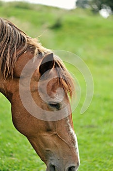 Horse clse up picture. Portrait of a horse, brown horse