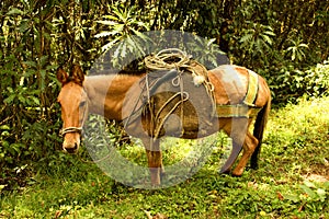 Horse in Cocora valley photo