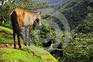 Horse in Cocora Valley, Salento, Columbia.