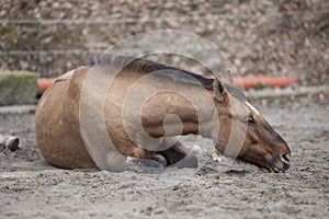 Horse with colic lay down and sleep outside photo