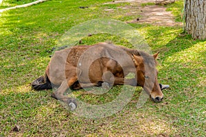 Horse with colic laying on side or sick and sleep photo