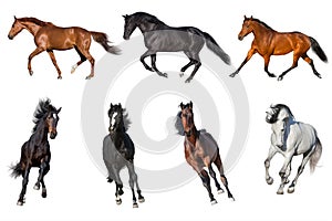 Horse collection isolated