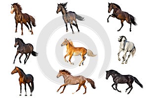 Horse collection isolated