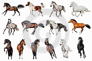 Horse collection isolated