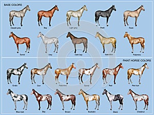 Horse color chart