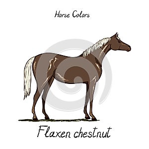 Horse color chart. Equine coat colors with text. Equestrian scheme.