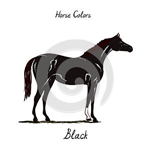 Horse color chart on white. Equine black coat color with text.