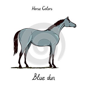 Horse color chart on white. Equine blue-dun coat color with text.