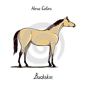 Horse color chart on white. Equine coat colors with text.