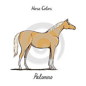 Horse color chart on white. Equine coat colors with text. Equestrian scheme.