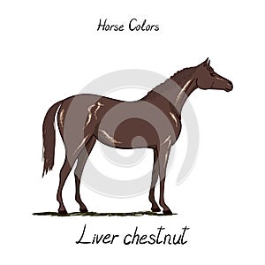 Horse color chart on white. Equine coat colors with text. Equestrian scheme.